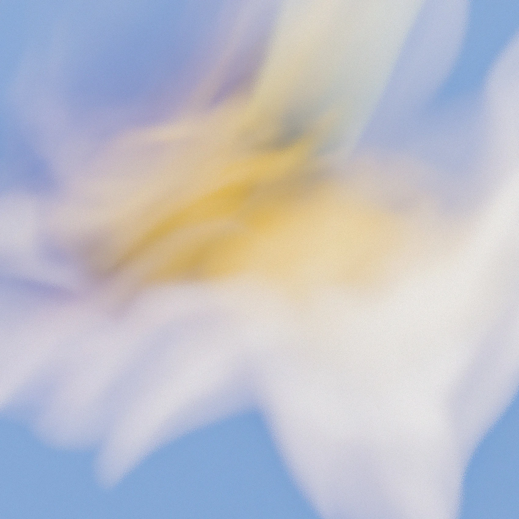 Grainy Blur Abstraction, 4 1