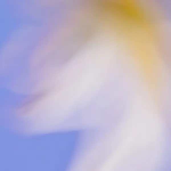 Grainy Blur Abstraction, 5